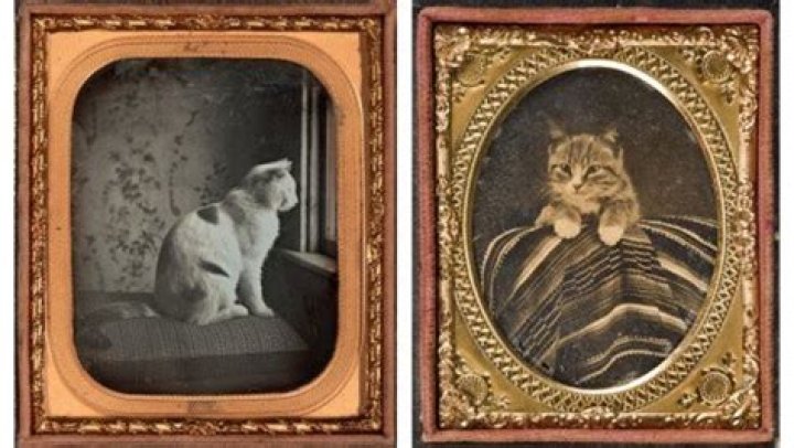 10 of The Most Famous Cats in History