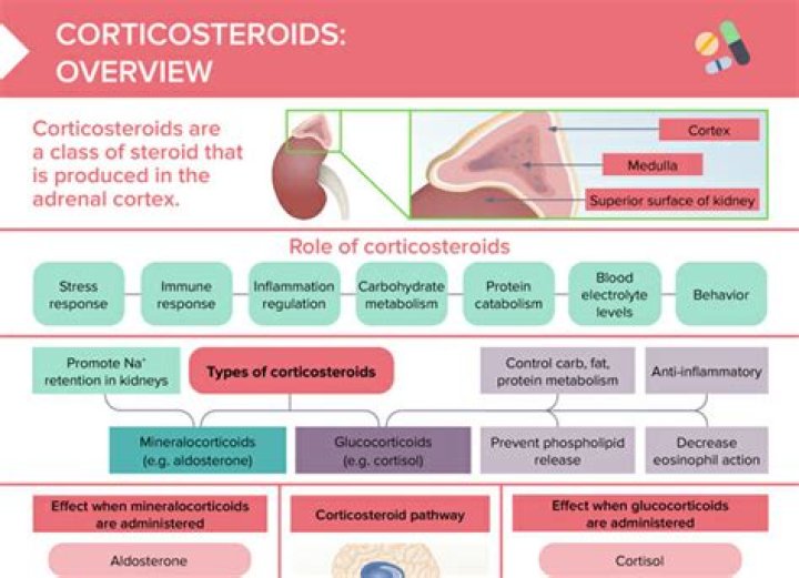 corticosteroid (prednisolone) effects on memory
