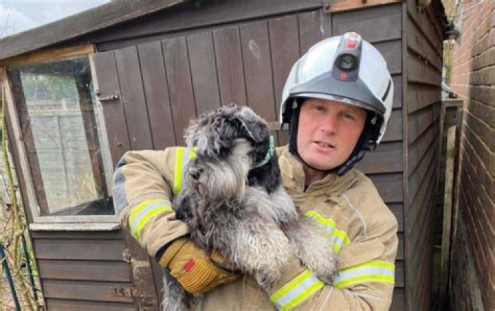 Firefighters rescue dog trapped between garage walls