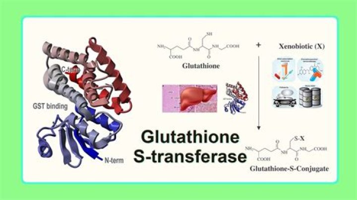 Glutathione transferase pi its minimal promoter and downstream cis- acting element - ePrints