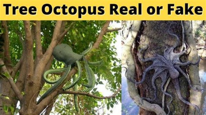 Is the Pacific Northwest Tree Octopus real or fake?