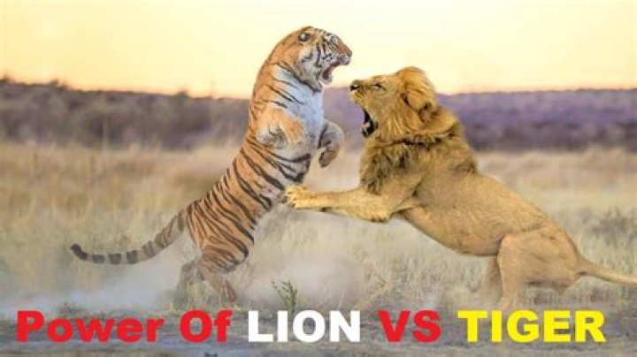 Lion vs Tiger: Who is more powerful?
