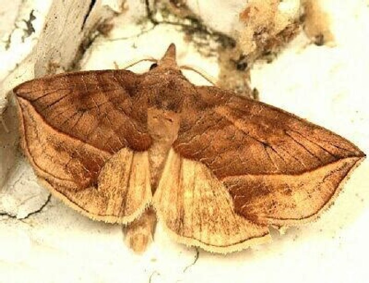 Moth Photographers Group – Calyptra canadensis – 8536