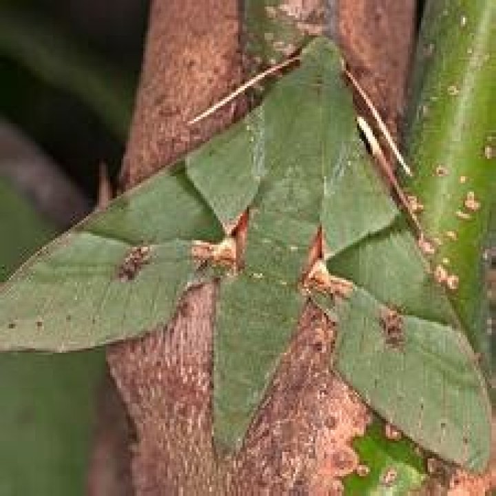 Moth Photographers Group – Eumorpha labruscae – 7866