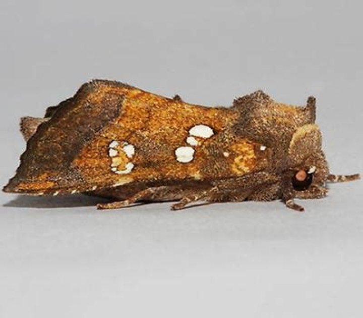 Moth Photographers Group – Papaipema rutila – 9484