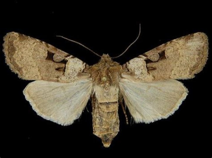 Moth Photographers Group – Richia serano – 10879