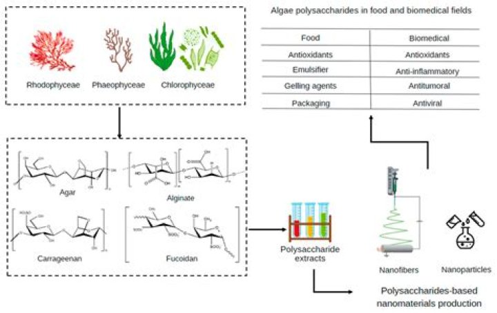 Mucilage polysaccharide as a plant secretion: Potential trends in food and biomedical applications - ePrints