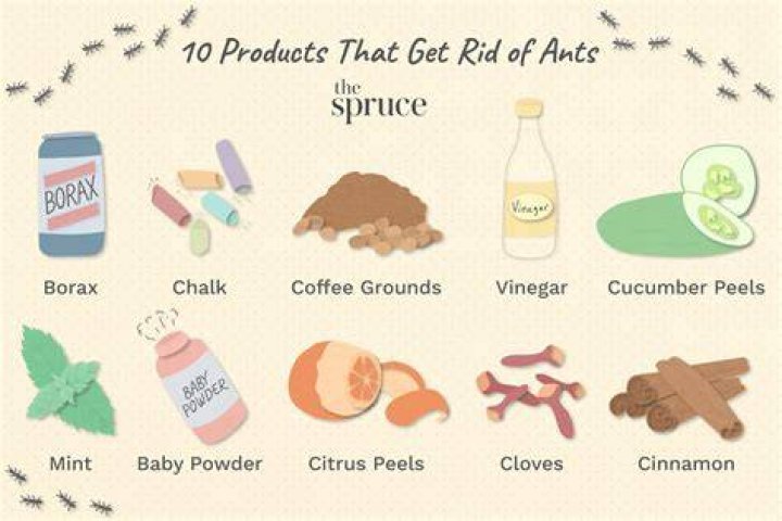 Natural Ways to Get Rid of Ants