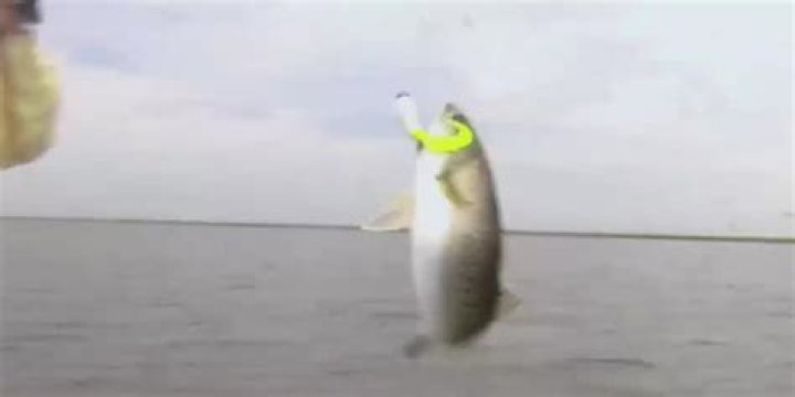 New limits on size, numbers of speckled trout to go into effect Monday