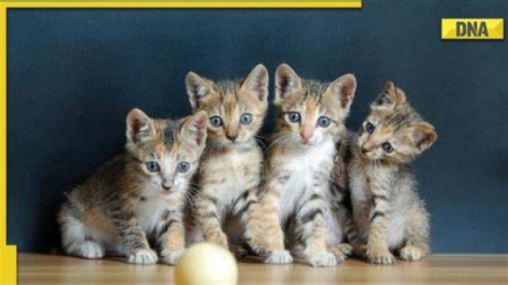 Take a look at Indian cat breeds that are popular around the world