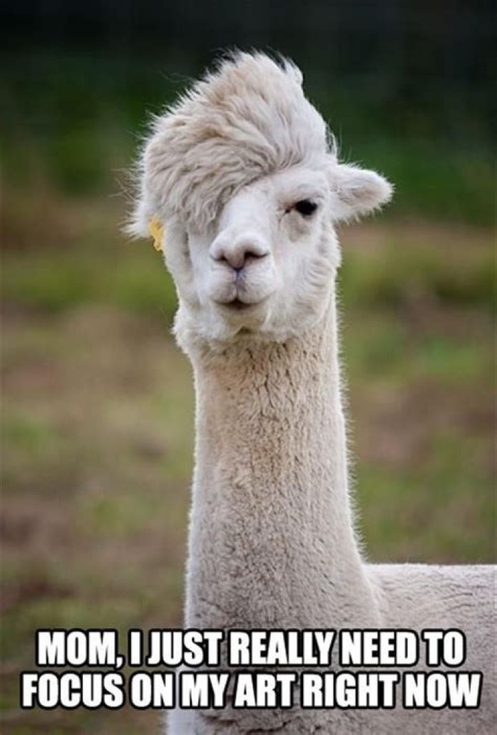 The Funniest Animal Memes