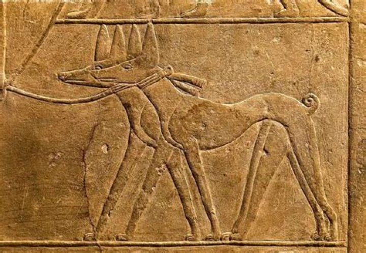 The Role and Significance of Dogs in Ancient Egypt
