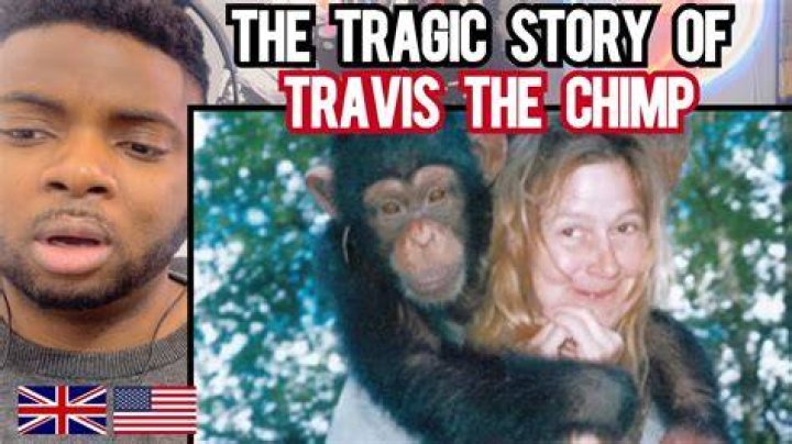 The Tragic Story of Travis the Chimp