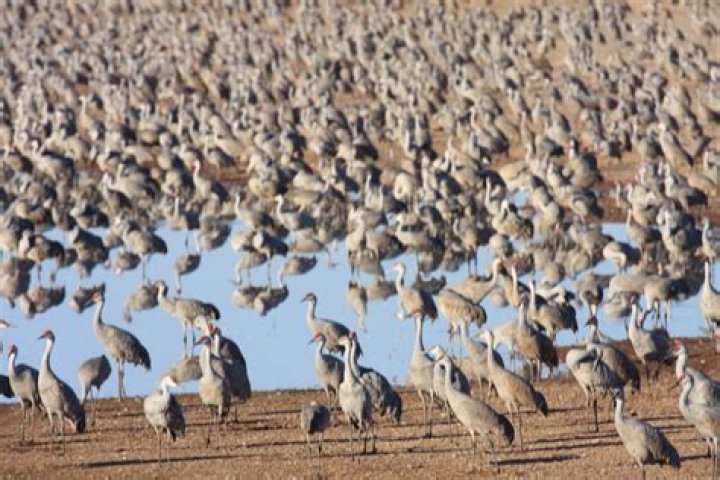 Tips for Viewing the Great Sandhill Crane Migration
