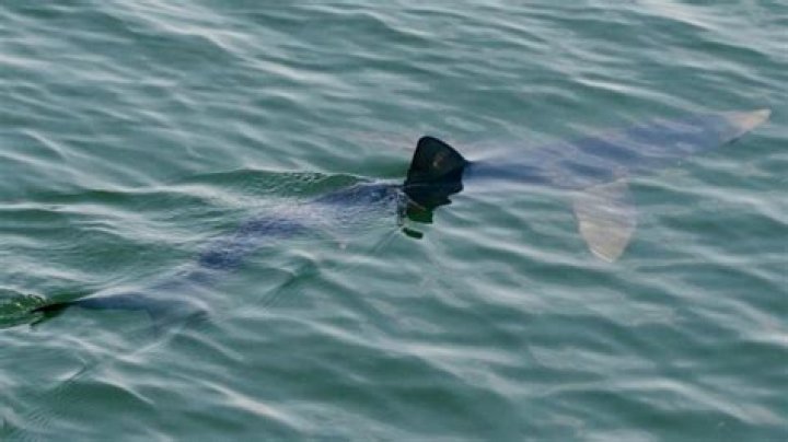Wildlife of the Bay